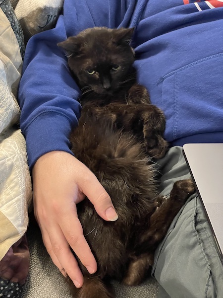 black cat laying on its back with its paws curled against its chest