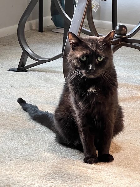 a black cat standing underneath a kitchen table, looking at the camera and waiting for food