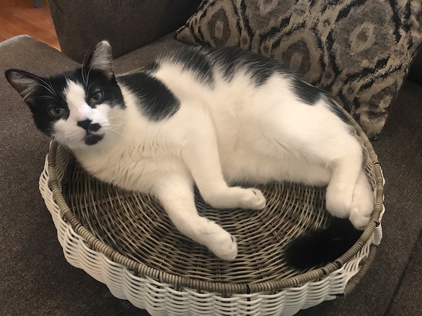 black and white cat laying in a large basket