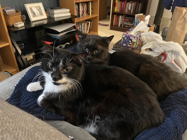 a black and white cat and a black cat sharing a cat bed and looking up at the camera