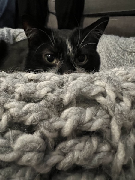 the top half of a black and white cat's head peeking over the edge of a basket