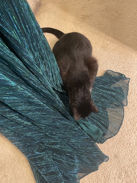 black cat standing on the hem of a dark green formal dress