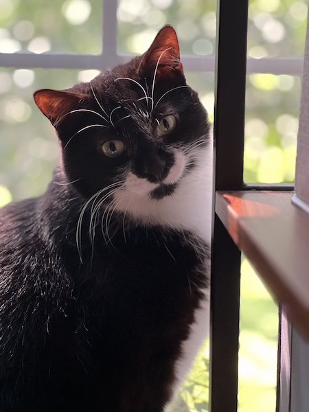 a portrait-style photo of a black and white cat sitting in a window