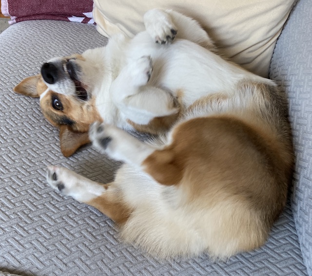 Tri-color corgi lying on back on gray couch