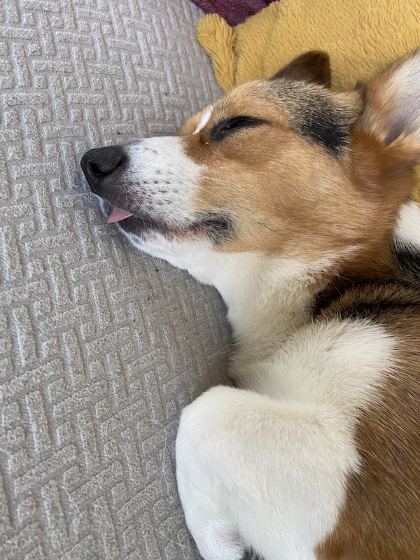 Tri-color corgi sleeping with his tongue out