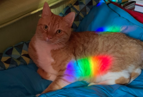 orange cat with rainbow decal reflection across its midsection; photo by Liberty Hardy