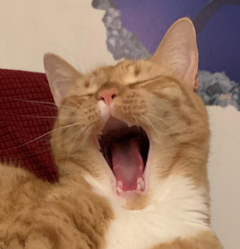 orange tabby cat yawning; photo by Liberty Hardy