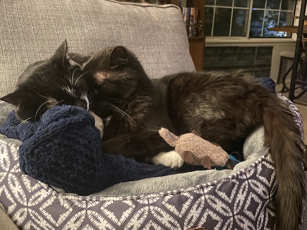 a black cat and a black and white cat sleeping in a cat bed with their heads shoved together