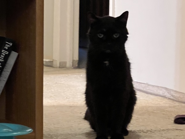 black cat waiting in the shadows of a hallway