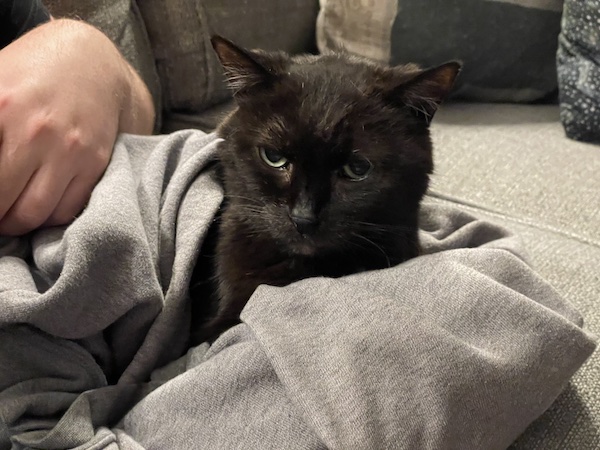 a black cat wrapped in a gray sweatshirt with just its head sticking out of th top