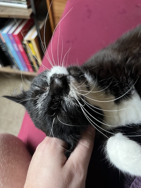 a black and white cat enjoying scritches around its ear