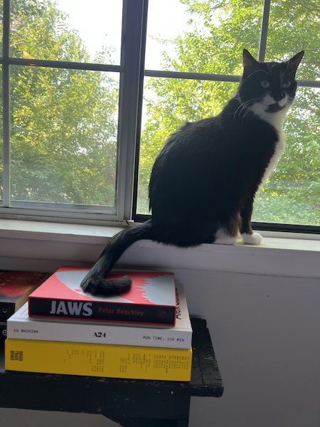 a black and white cat sitting in front of an open window with its tail curled over a stack of books