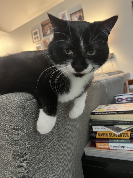 black and white cat perched on the back of a gray couch with its paws hanging over the back