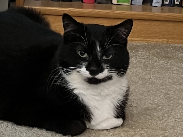 black and white cat with a skeptical raised eyebrow