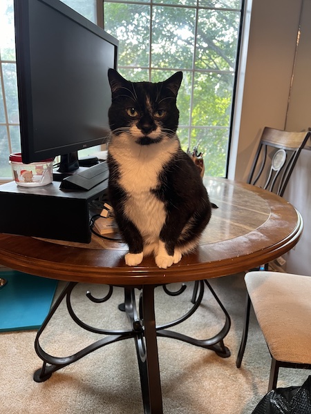 a black and white cat sitting on a round table