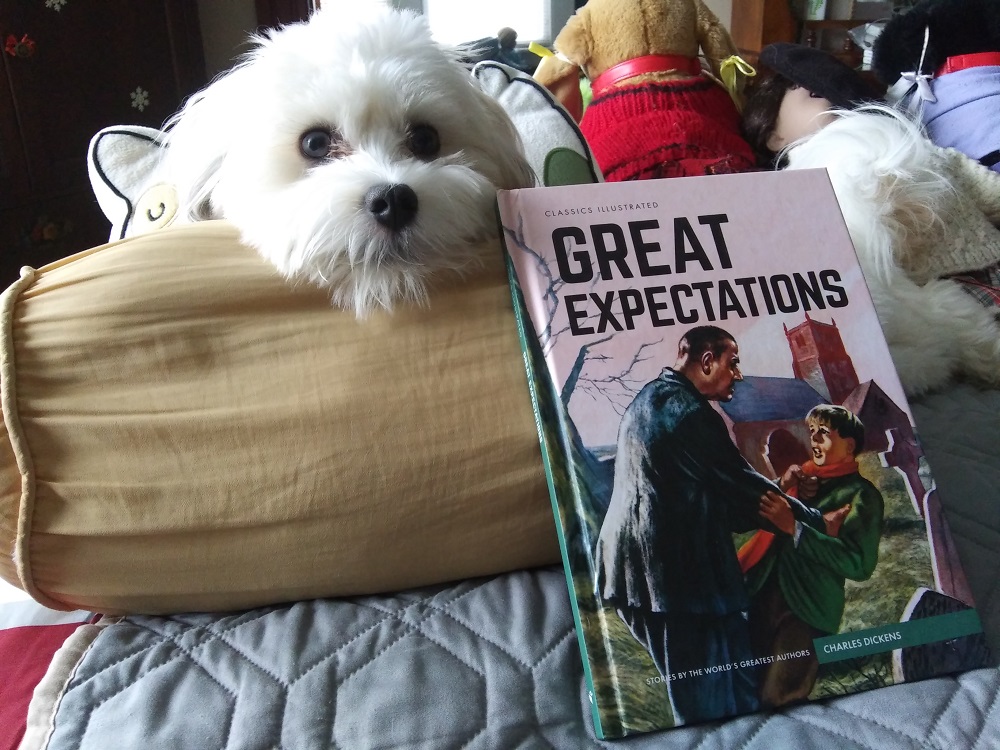 A white-and-brown Havanese perches her head on a long round pillow. In front of the pillow is propped a copy of Classics Illustrated's Great Expectations