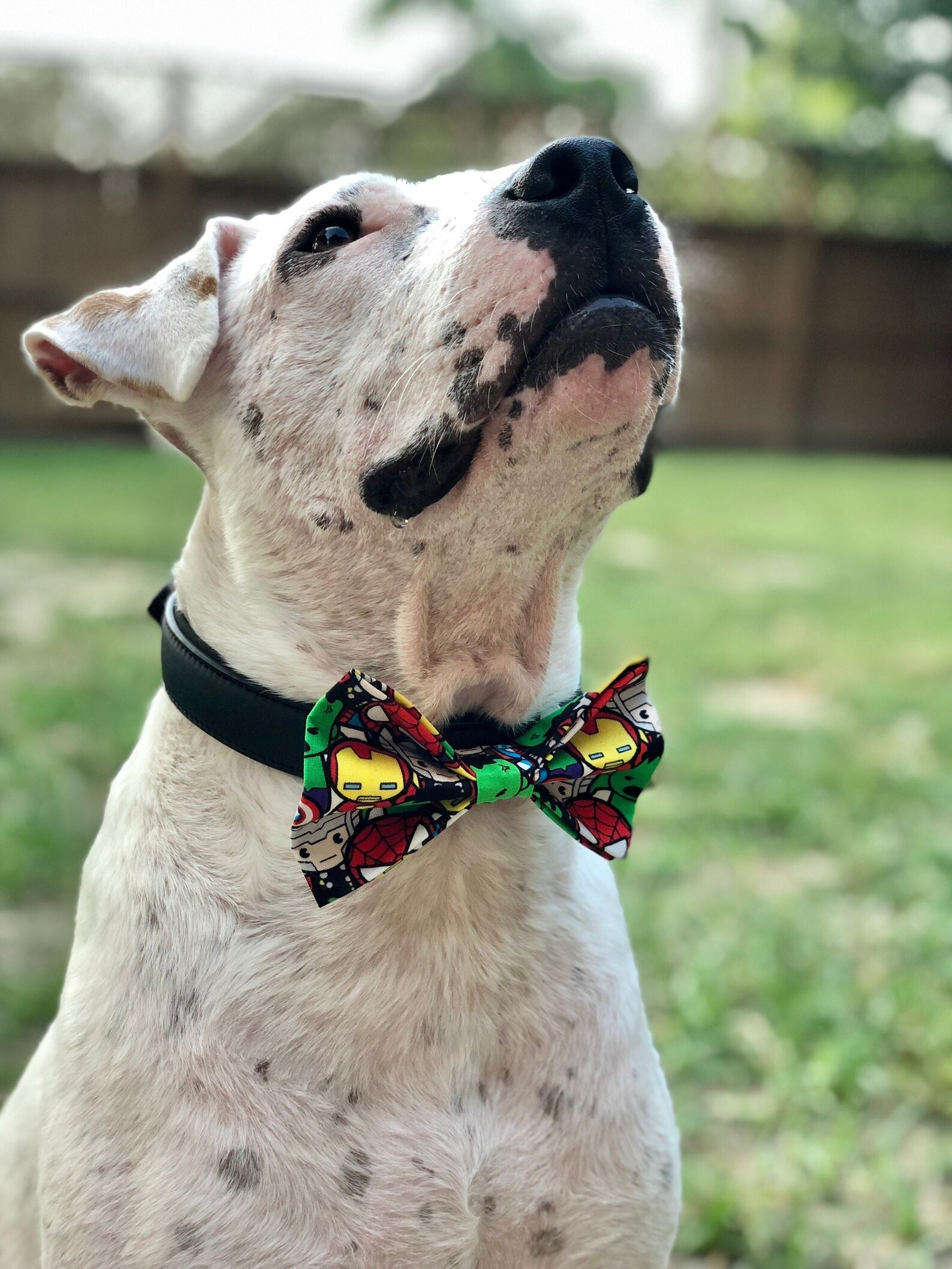 A white dog wearing a chibi Avengers-patterned bow tie