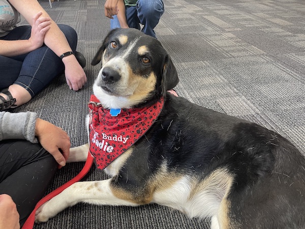 a black, brown, and white dog with a red bandanna laying on the floor