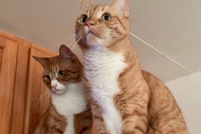 Two orange cats sitting together; photo by Liberty Hardy