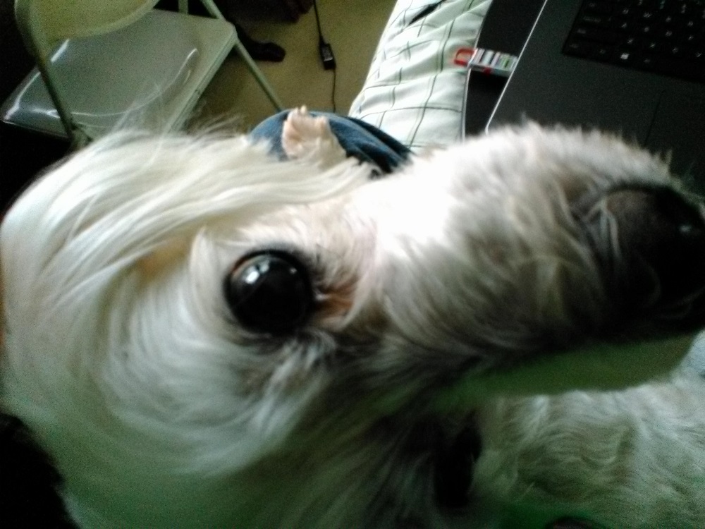 An extreme close-up of a Maltese's face, looking up at the camera while sitting in the photographer's lap