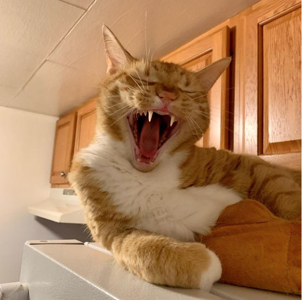 an orange cat in a cat bed yawning widely; photo by Liberty Hardy