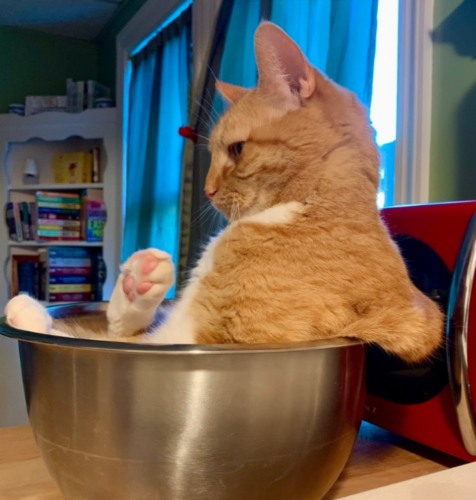 an orange cat sitting in a silver mixing bowl; photo by Liberty Hardy