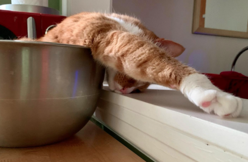 an orange tabby in a silver mixing bowl with his arm and head hanging over the side; photo by Liberty Hardy