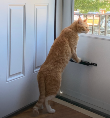 orange cat standing on its back legs looking out a screen door; photo by Liberty Hardy