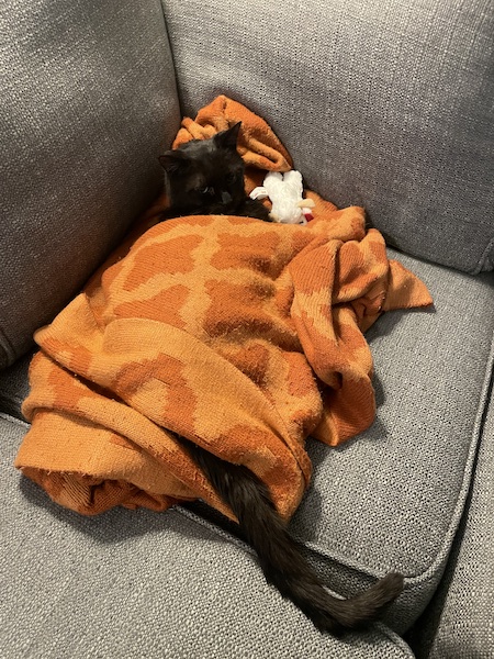 a black cat wrapped in an orange blanket, with a stuffed cat toy resting by its head