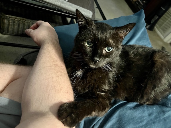 a black cat with its paw resting on a person's arm