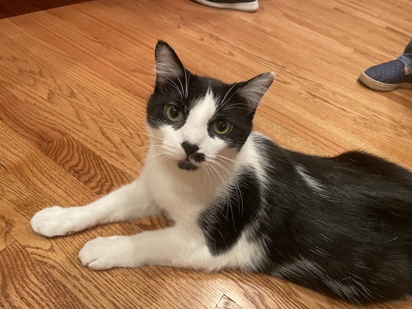 a black and white cat laying on a hardwood floor