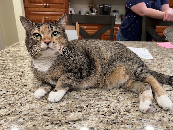 a multi-colored tabby cat laying on a marble counter