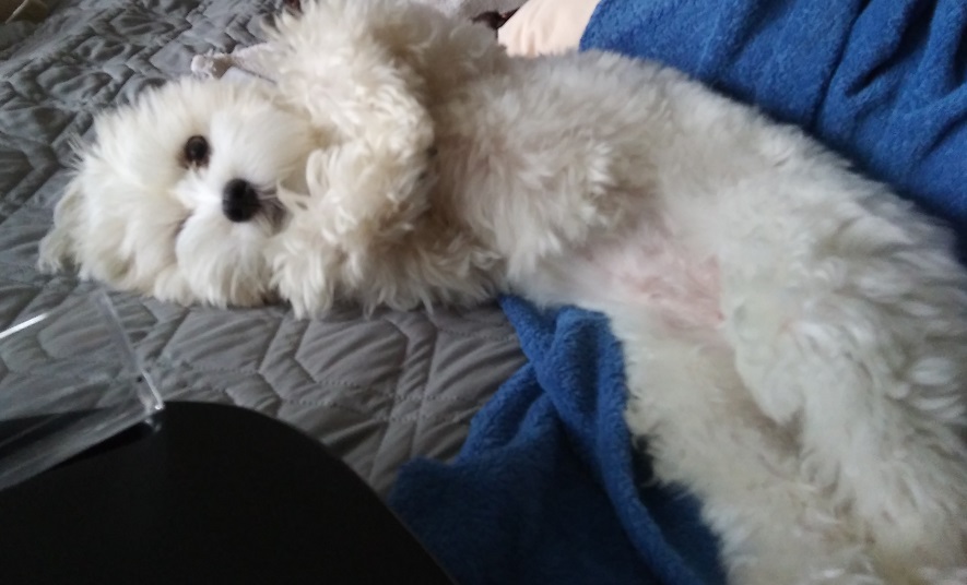 A white Havanese lies on her side with her front legs tucked in under her chin, looking at the camera with one eye covered by her fluffy hair