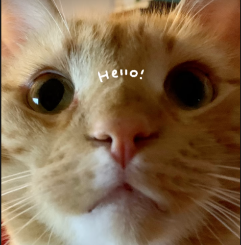 close up of orange cat's face with the word 'hello' written across its nose; photo by Liberty Hardy