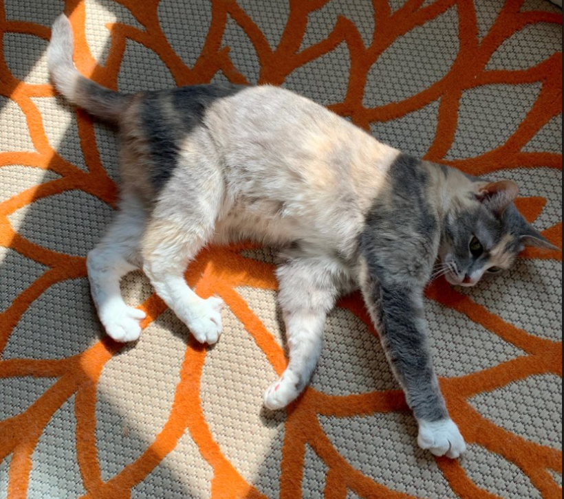 faded calico cat lying on a flower rug in a sunbeam; photo by Liberty Hardy