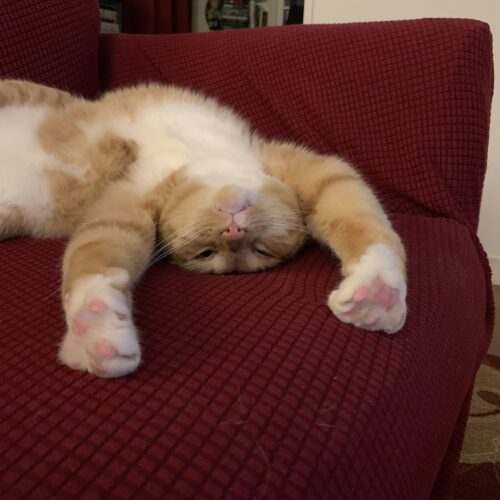 orange cat stretching upside down; photo by Liberty Hardy