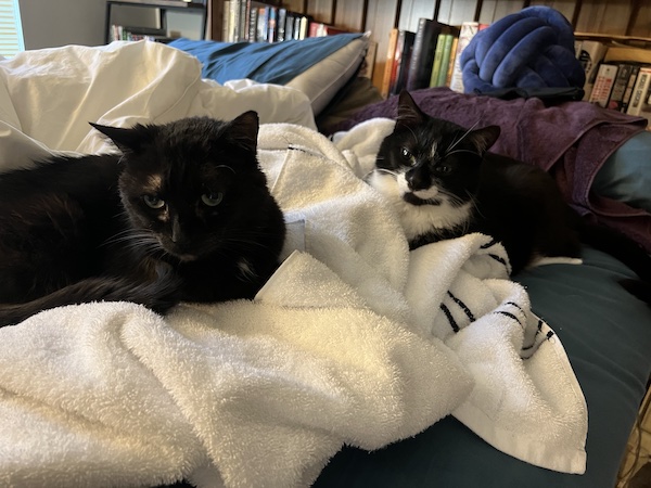 a black cat and a black and white cat sitting on a pile of clean white towels