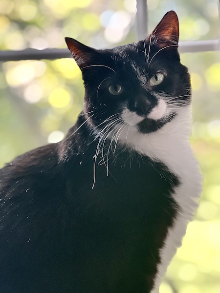 portrait mode of a black and white cat in a sunny window