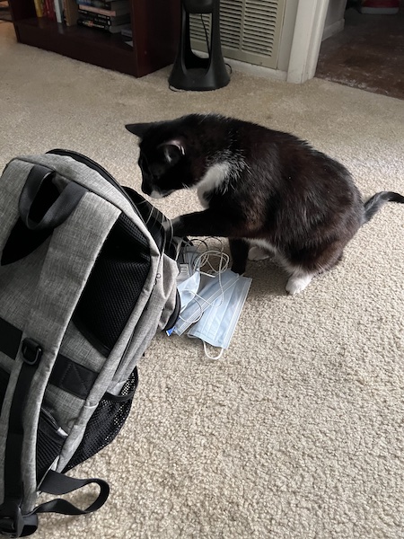 a black and white cat pawing at an open backpack