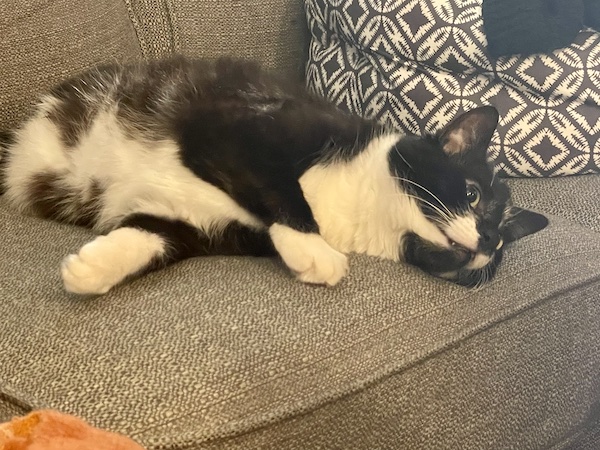 a black and white cat laying on its side on a gray couch