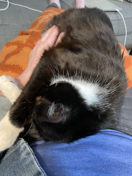 a black and white cat hiding its face with its paws while stretched out in a person's lap