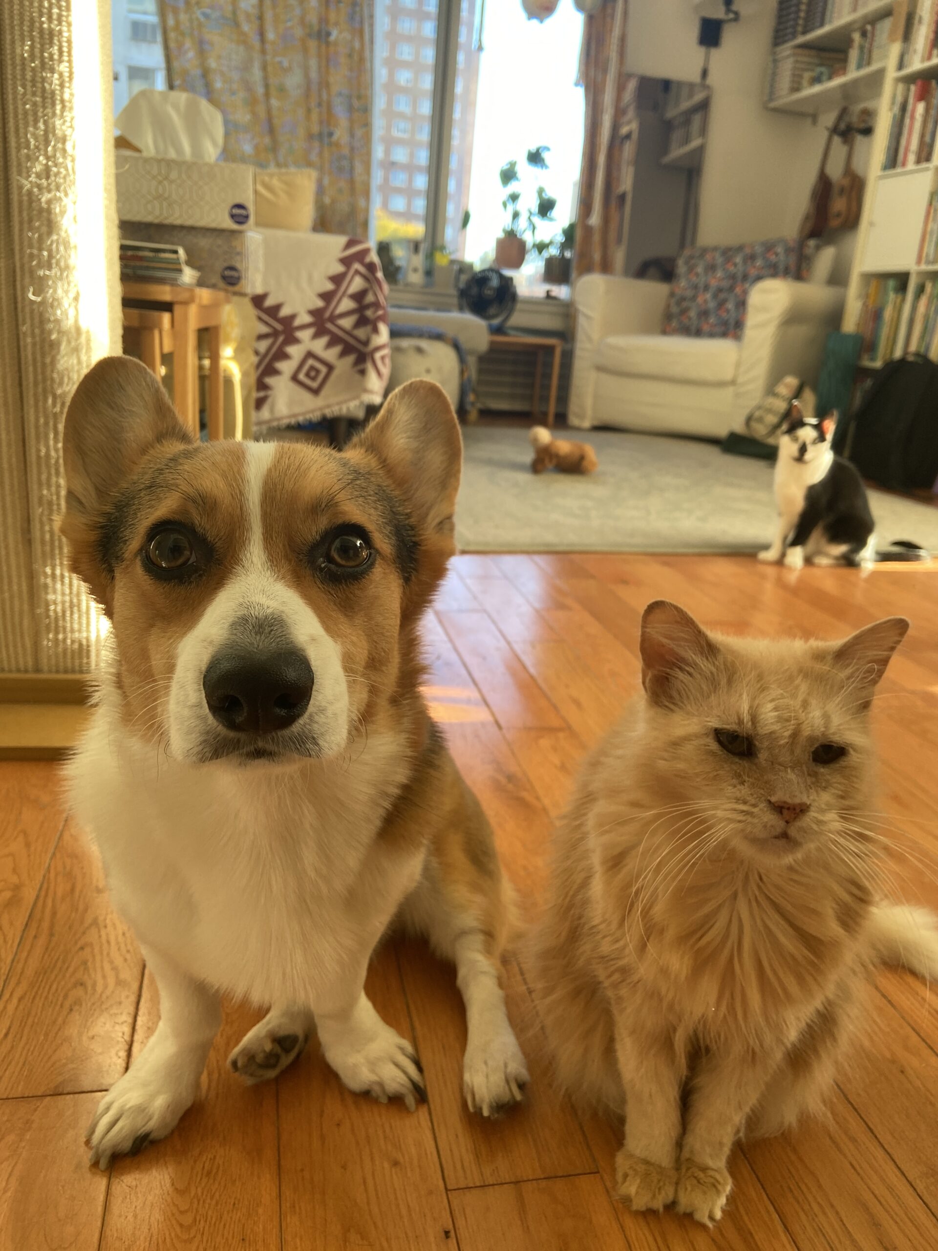 Tri-color corgi and orange cat sitting next to each other