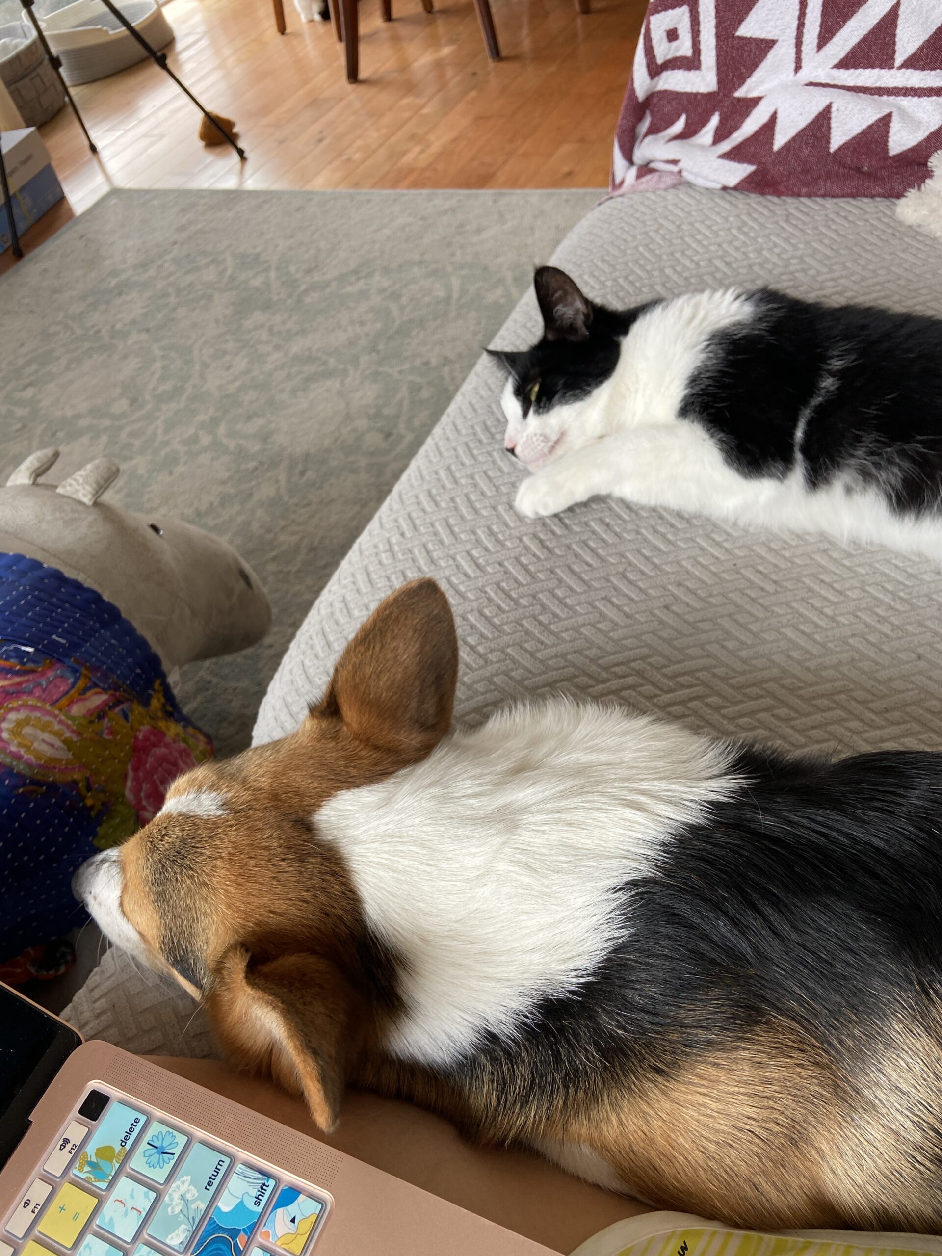 Corgi and black and white cat napping next to each other