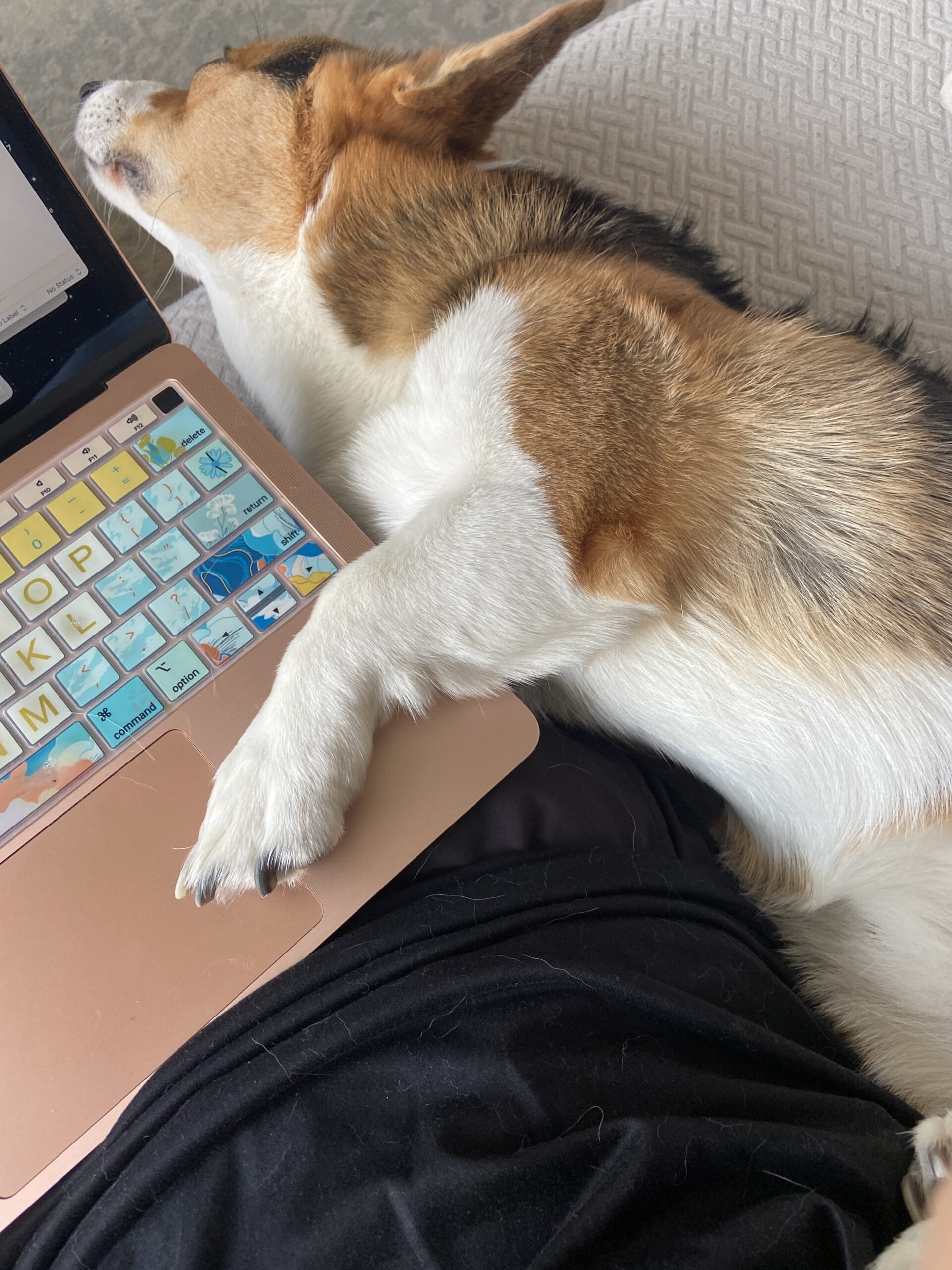 A tri-color corgi sleeping with one arm over the author's computer