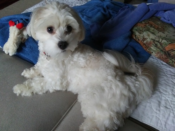 A white Havanese lies on a couch covered in blankets and a pillow. The way her hair is parted around the mouth makes it look like she's skeptical.