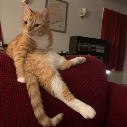 orange cat sitting on a red couch like a person; photo by Liberty Hardy
