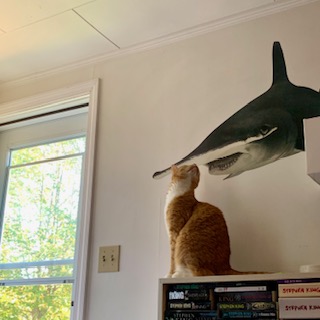 orange cat sitting on bookshelf, looking at hammerhead shark decal; photo by Liberty Hardy