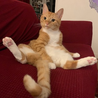 orange cat sitting up on a red couch like a human; photo by Liberty Hardy
