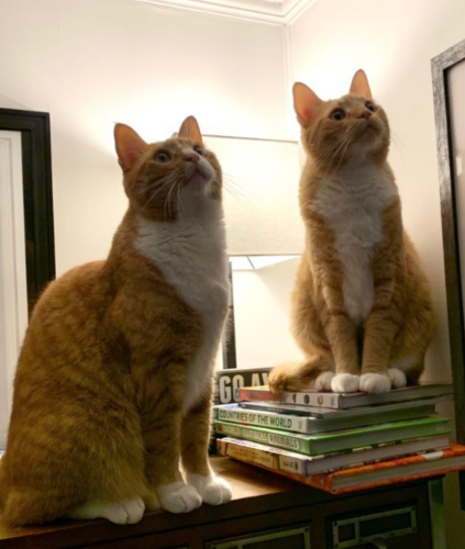 two orange cats sitting on a card catalog and looking up at the ceiling; photo by Liberty Hardy