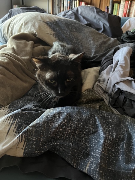a black cat sitting on an unmade blue and gray comforter